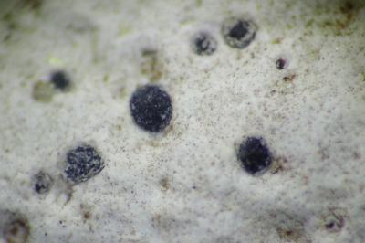 <i>Clauzadea metzleri</i>