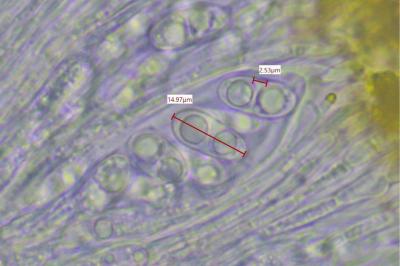 <i>Xanthocarpia lactea</i>