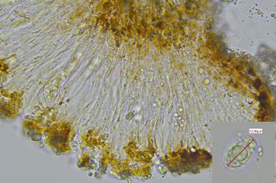 <i>Clauzadea immersa</i>