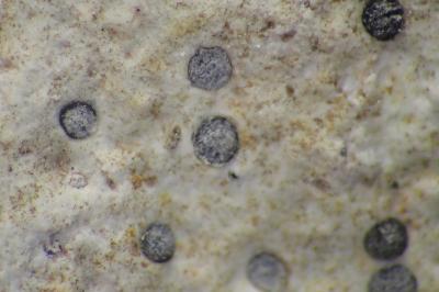 <i>Clauzadea immersa</i>