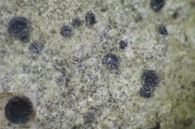 <i>Rinodina bischoffii subsp. bischoffii</i>