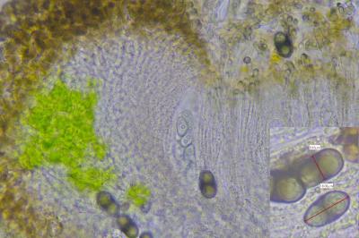 <i>Rinodina bischoffii subsp. bischoffii</i>