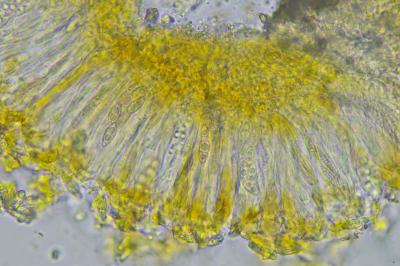 <i>Catillaria minuta</i>