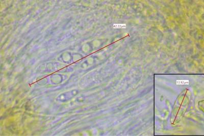 <i>Catillaria minuta</i>