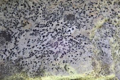 <i>Verrucaria muralis</i>