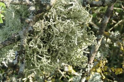 <i>Usnea esperantiana</i>
