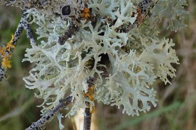 <i>Evernia prunastri</i>