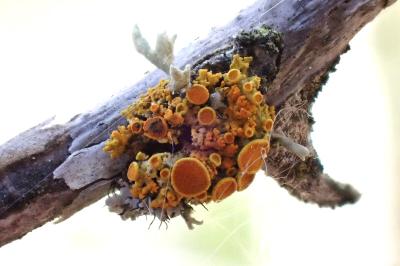 <i>Polycauliona polycarpa</i>