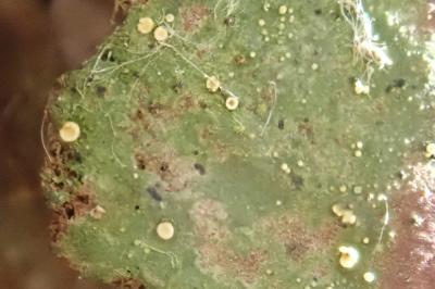 <i>Coenogonium pineti</i>