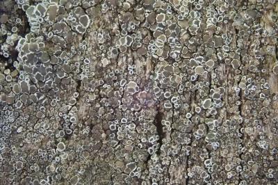 <i>Polyozosia albescens</i>