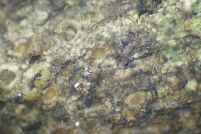 <i>Gyalecta liguriensis</i>