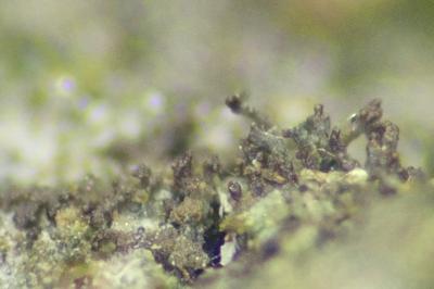 <i>Scytinium teretiusculum</i>