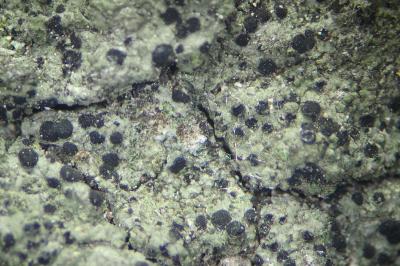 <i>Amandinea punctata</i>