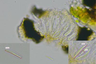 <i>Opegrapha vermicellifera</i>