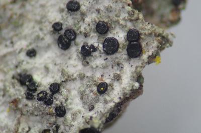 <i>Scutula circumspecta</i>