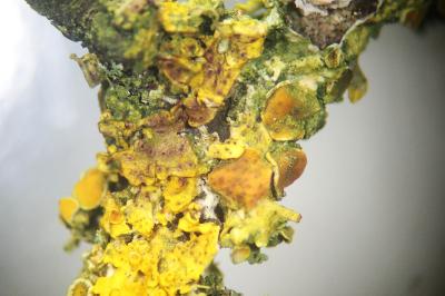<i>Didymocyrtis slaptoniensis</i>
