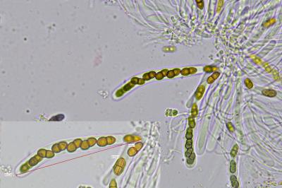 <i>Didymocyrtis slaptoniensis</i>