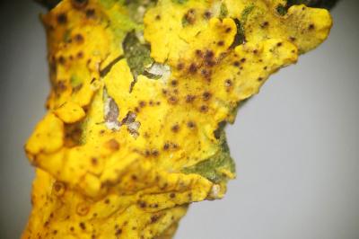 <i>Didymocyrtis slaptoniensis</i>