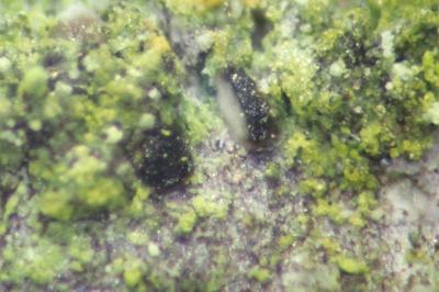 <i>Scoliciosporum chlorococcum</i>