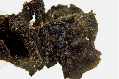 Collema furfuraceum