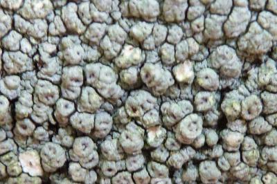 <i>Pertusaria pertusa</i>