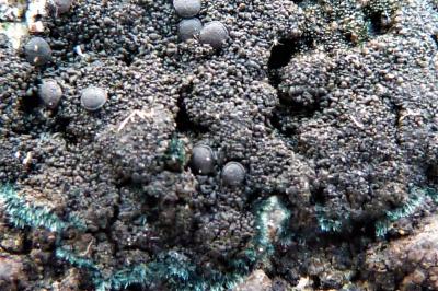 <i>Placynthium nigrum</i>