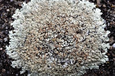 <i>Protoparmeliopsis muralis</i>