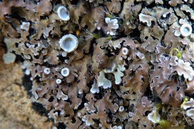 <i>Physconia distorta var. distorta</i>