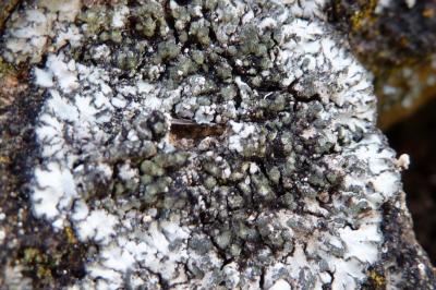 <i>Physcia caesia</i>
