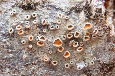 <i>Caloplaca cerina</i>