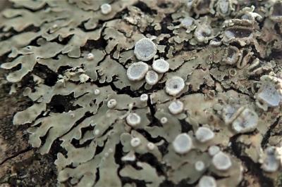 <i>Physconia distorta var. distorta</i>