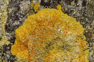 <i>Variospora aurantia</i>