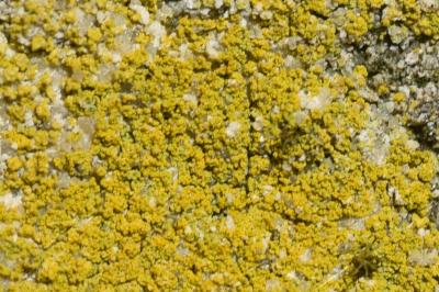 <i>Flavoplaca citrina</i>