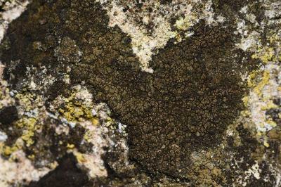 <i>Verrucaria nigrescens</i>