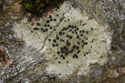 <i>Lecidella elaeochroma</i>