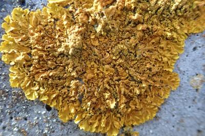 <i>Xanthoria calcicola</i>