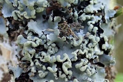 <i>Parmotrema perlatum</i>