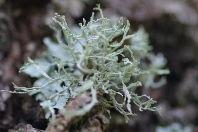<i>Ramalina farinacea</i>