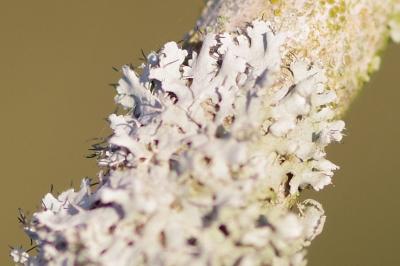 <i>Physcia adscendens</i>
