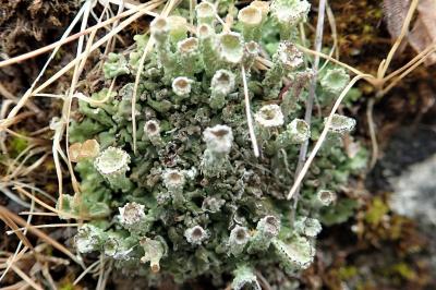<i>Cladonia pocillum</i>