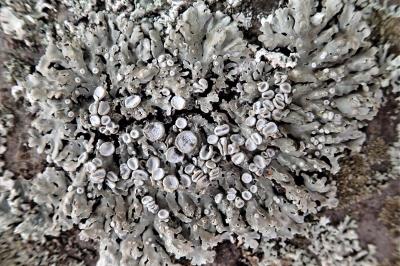 <i>Physconia distorta var. distorta</i>