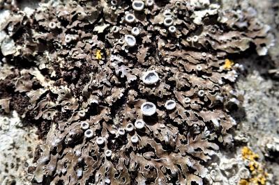 <i>Physconia distorta var. distorta</i>