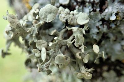 <i>Ramalina fastigiata</i>