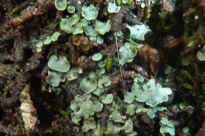 <i>Normandina pulchella</i>