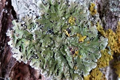 <i>Physconia distorta var. distorta</i>