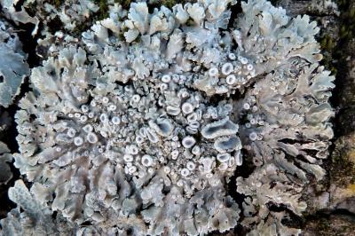 <i>Physconia distorta var. distorta</i>