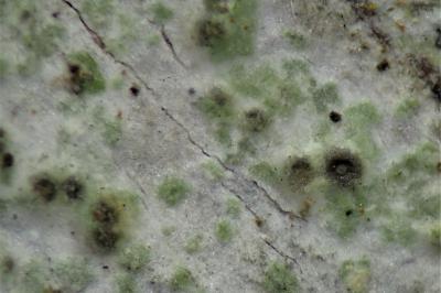 <i>Thelenella modesta</i>