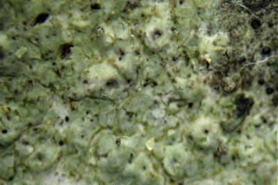 <i>Thelenella modesta</i>