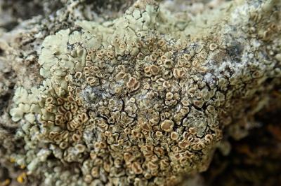 Protoparmeliopsis muralis