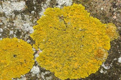 <i>Xanthoria calcicola</i>